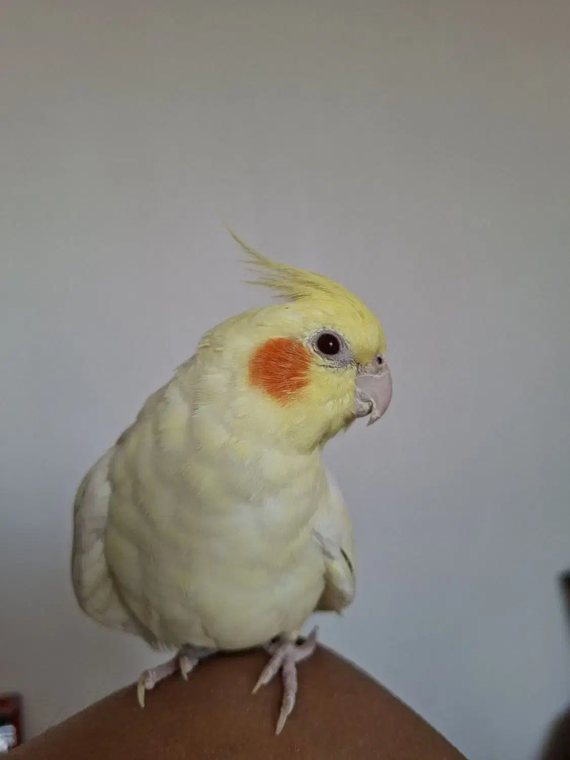 عروس هلندی|پرنده|شیروان (خراسان), |دیوار