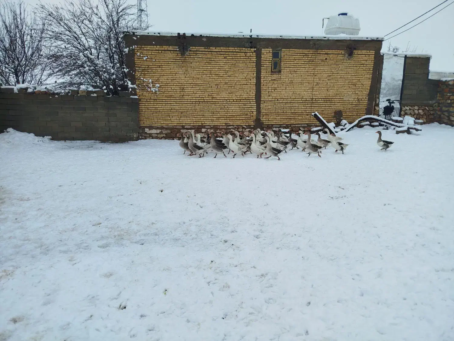 غار محلی|حیوانات مزرعه|دیواندره, |دیوار