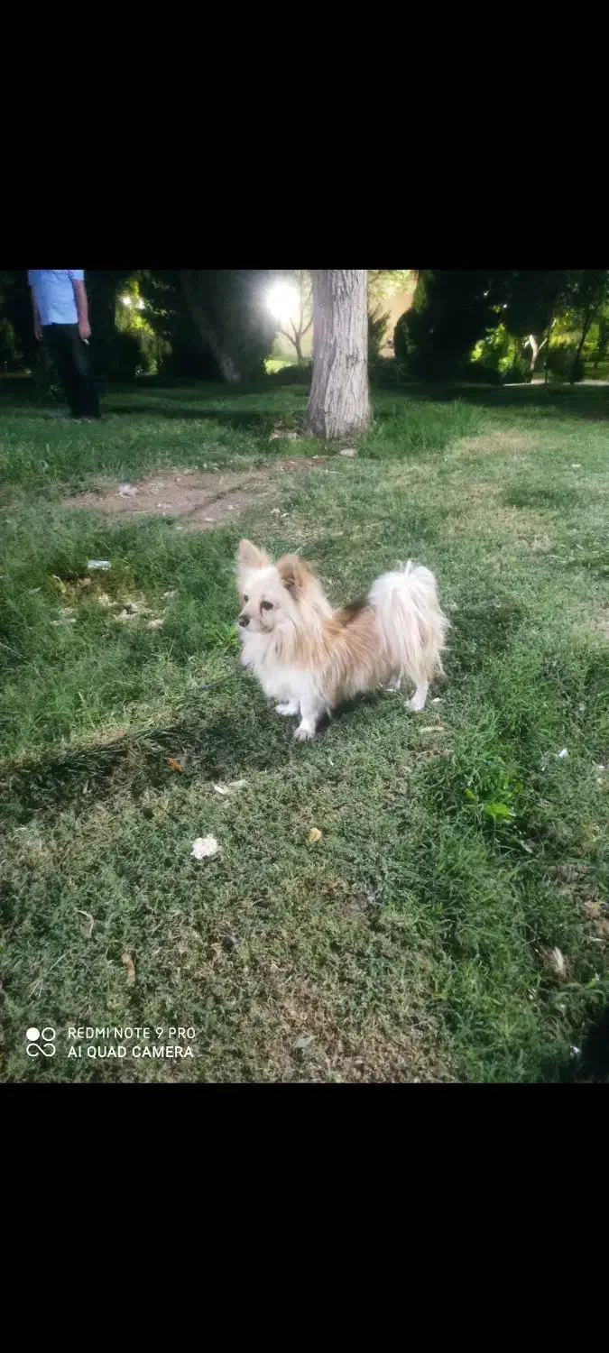 سگ پامرین روباهی نر|سگ|خمینی‌شهر, |دیوار