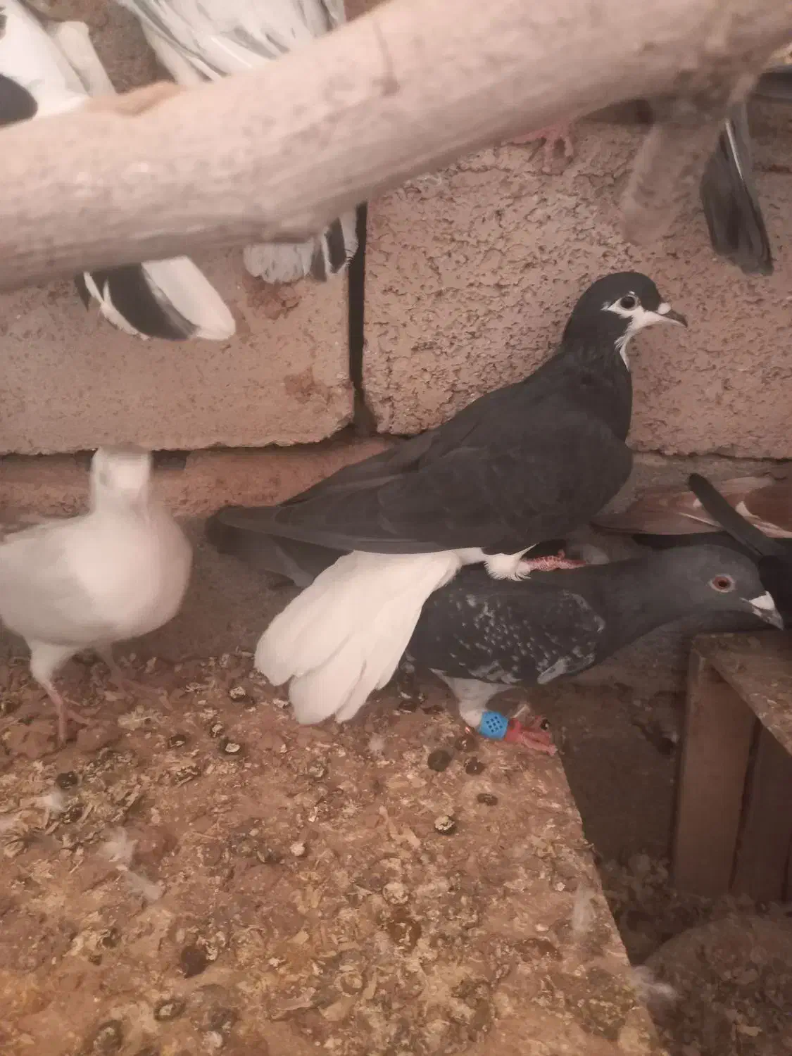 کبوتر خوشرنگ تک ۴۰۰|پرنده|بوئین زهرا, |دیوار