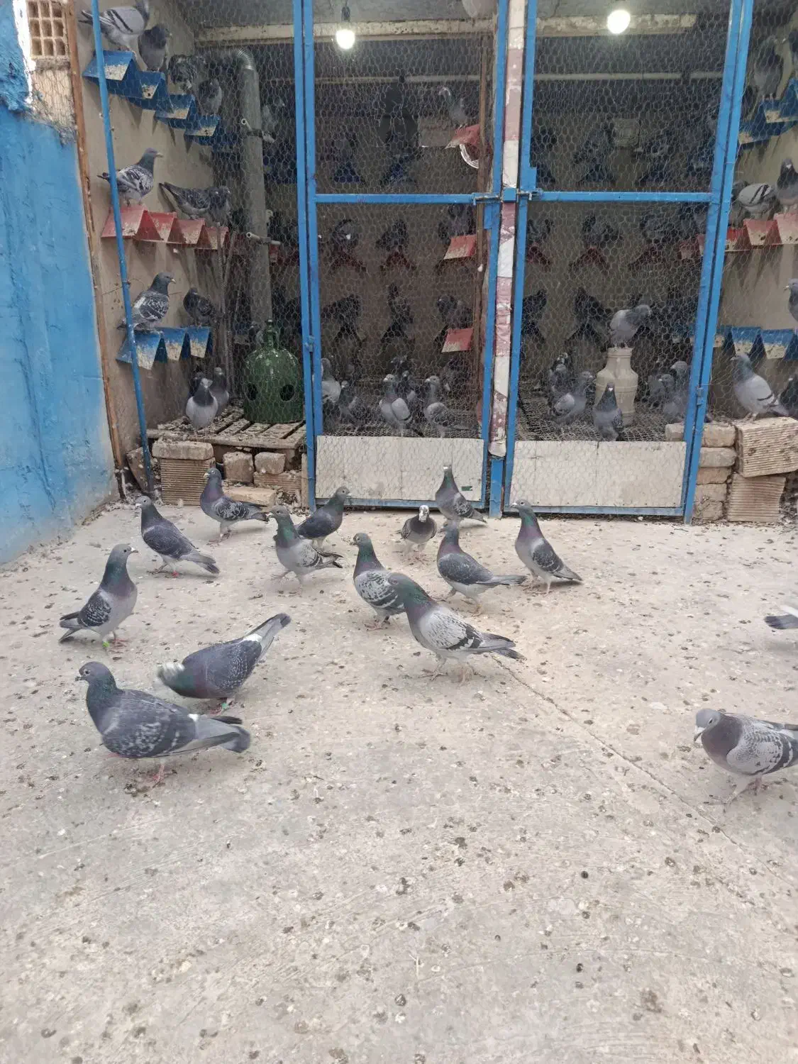 پلاکی مسافتی|پرنده|پیر بکران, |دیوار