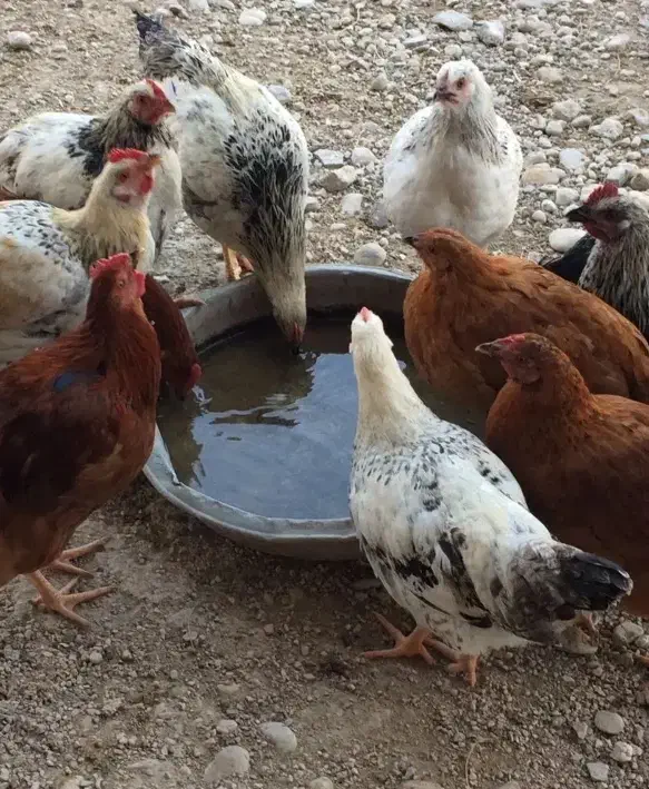 مرغ و خروس|حیوانات مزرعه|چمستان, |دیوار