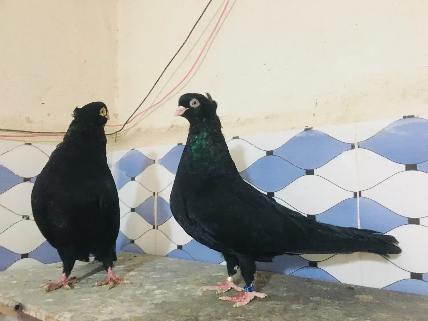 صرب|پرنده|شادگان, |دیوار