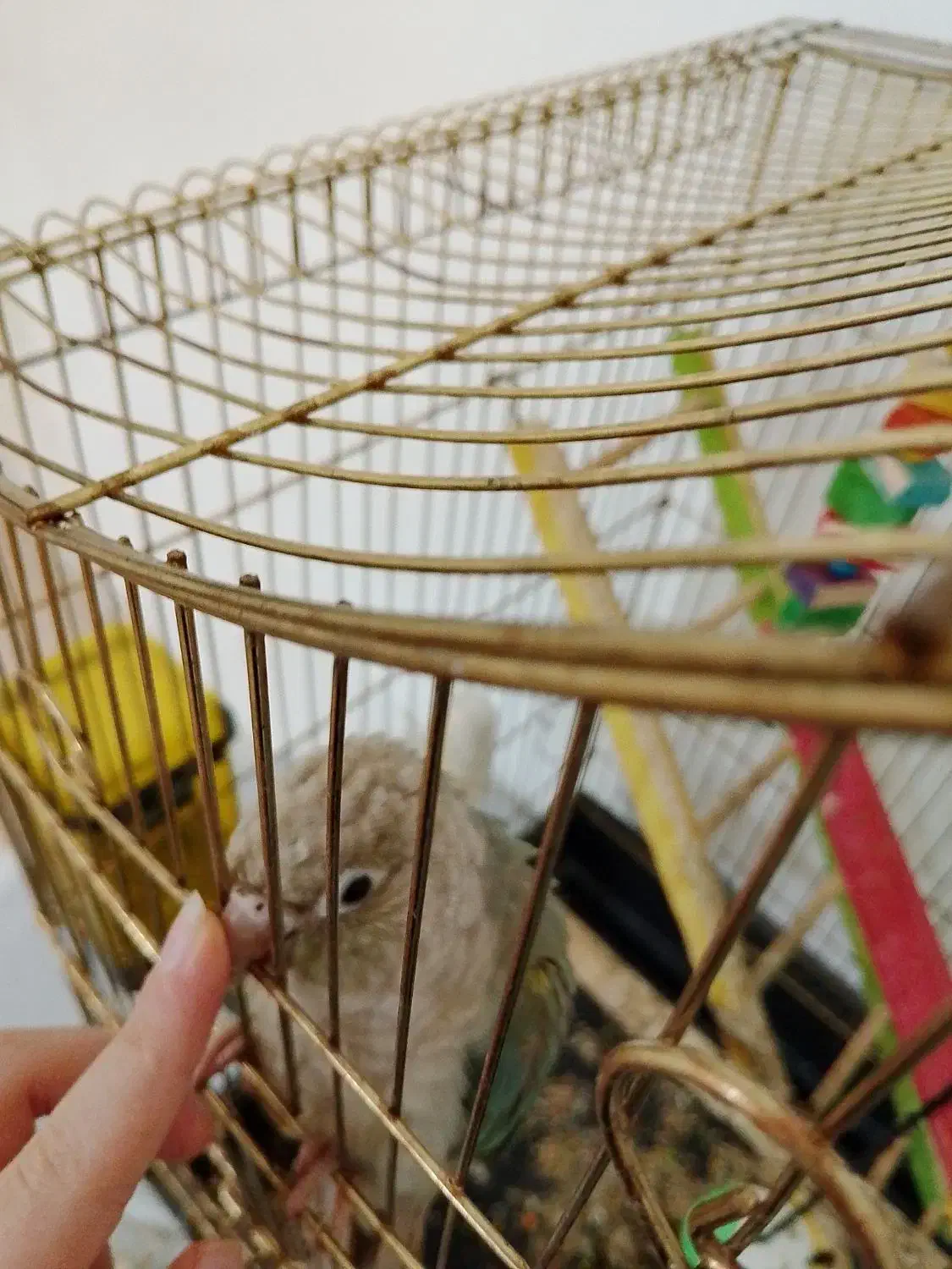 پرنده|پرنده|بانه, |دیوار