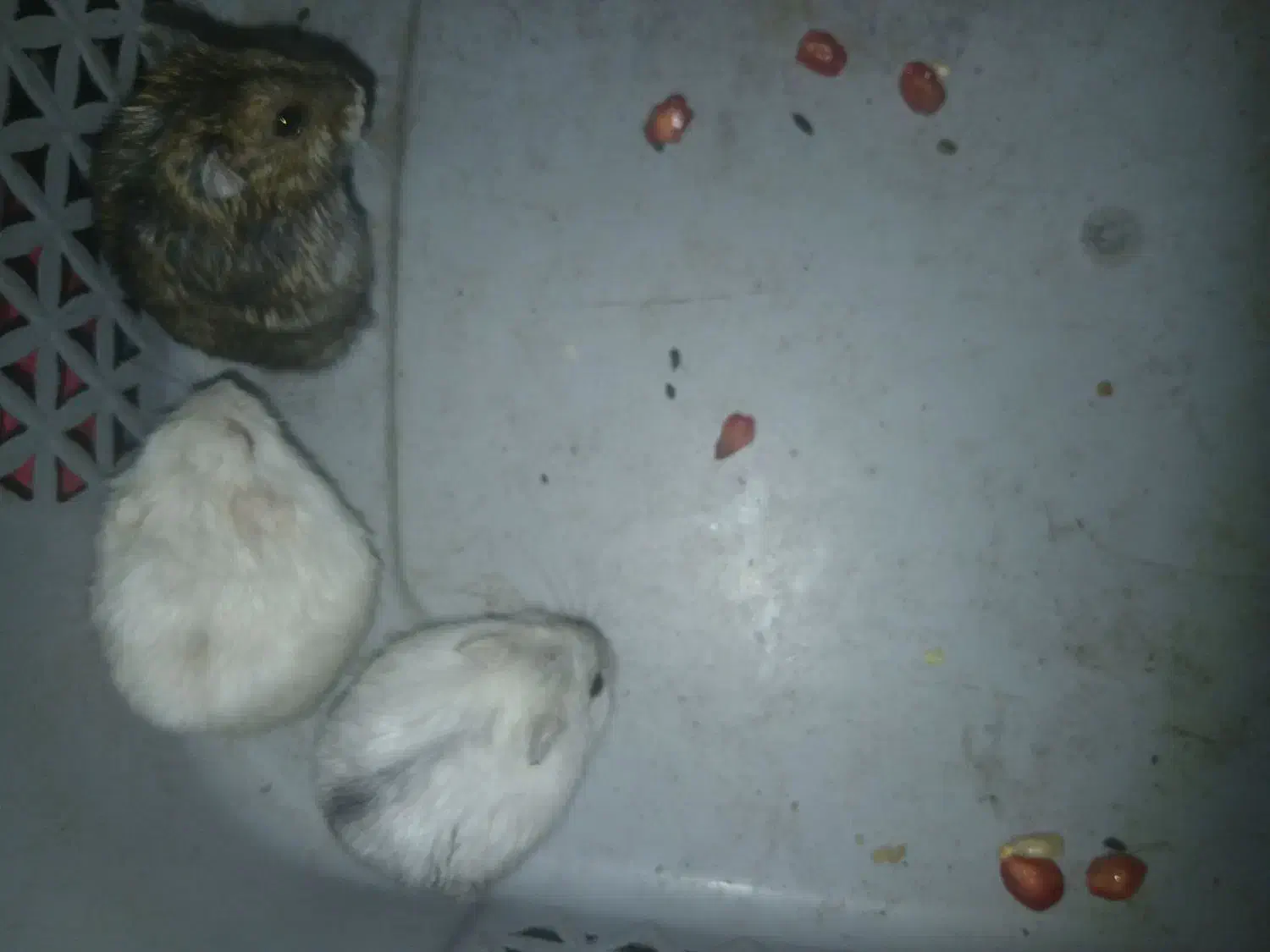 همستر|موش و خرگوش|دهدشت, |دیوار