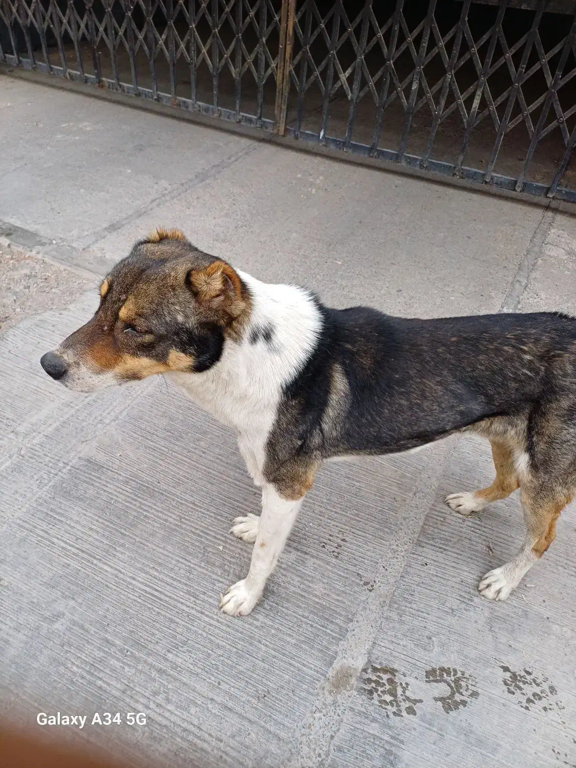 سگ گمشده|حیوانات|پرند, فاز ۵|دیوار