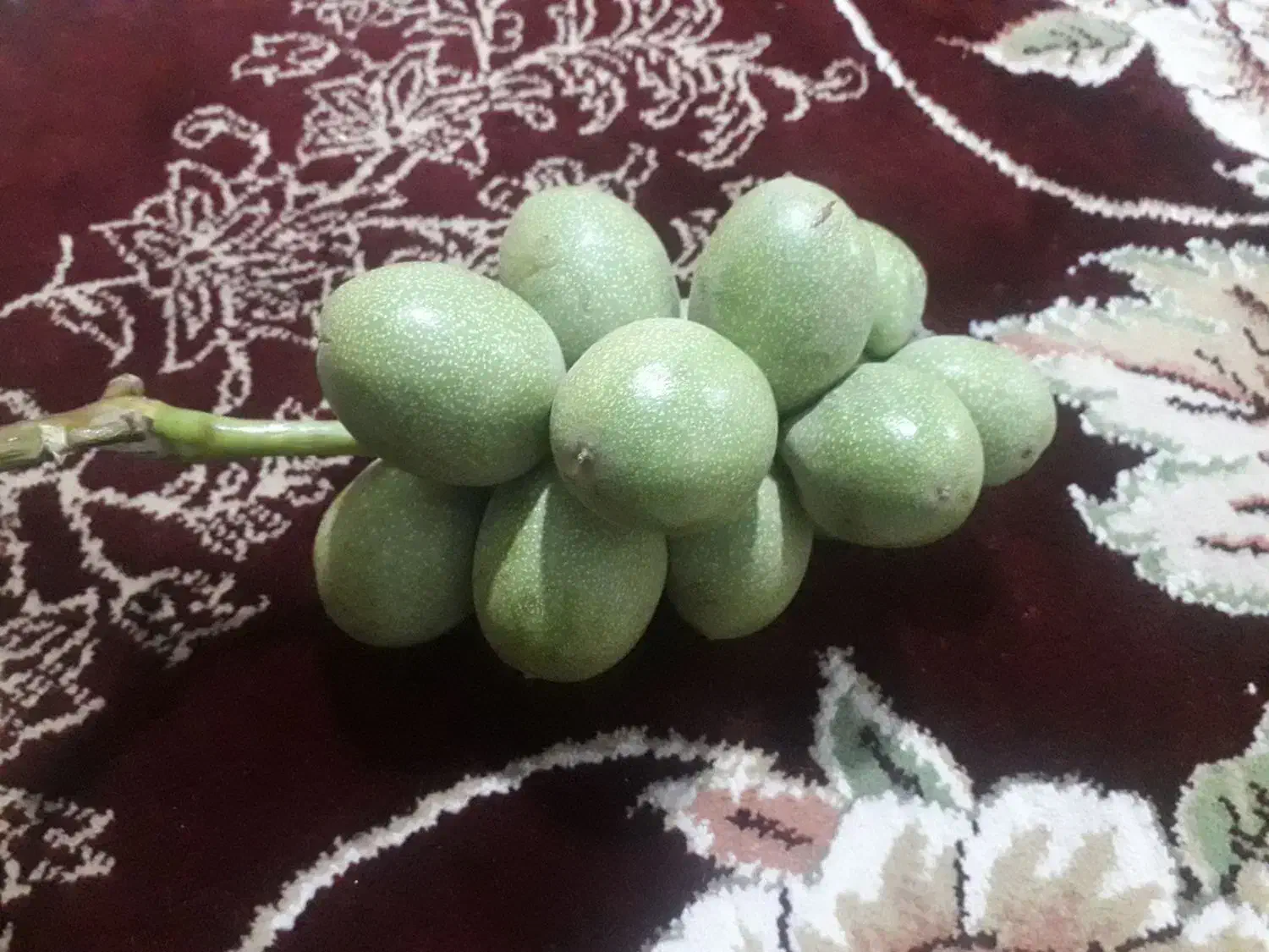 حاصل گیردوی ۱۴۰۴|خوردنی و آشامیدنی|قم, علی آباد|دیوار