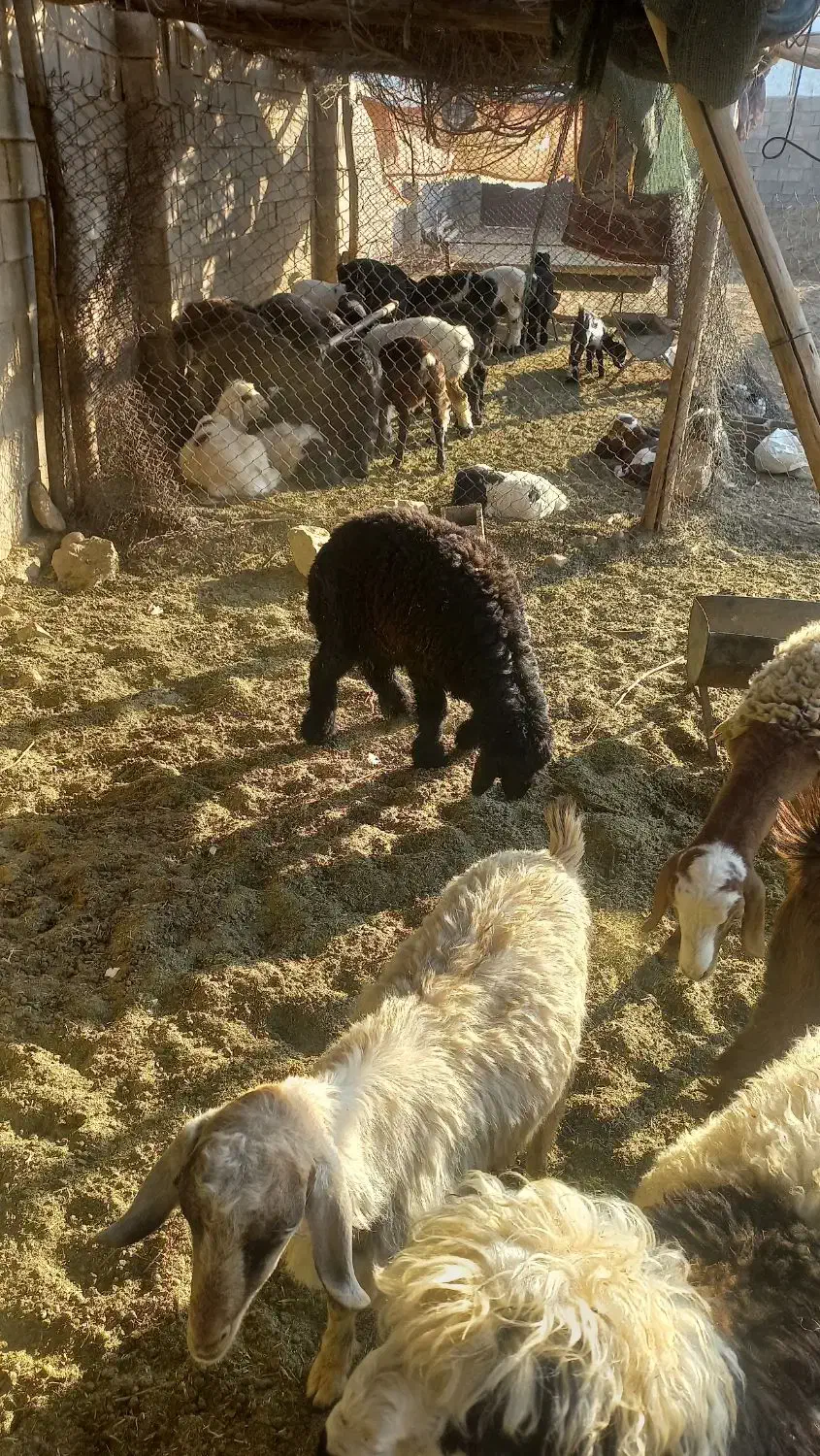 فروش کهره،بز،بره|حیوانات مزرعه|شیراز, میانرود|دیوار