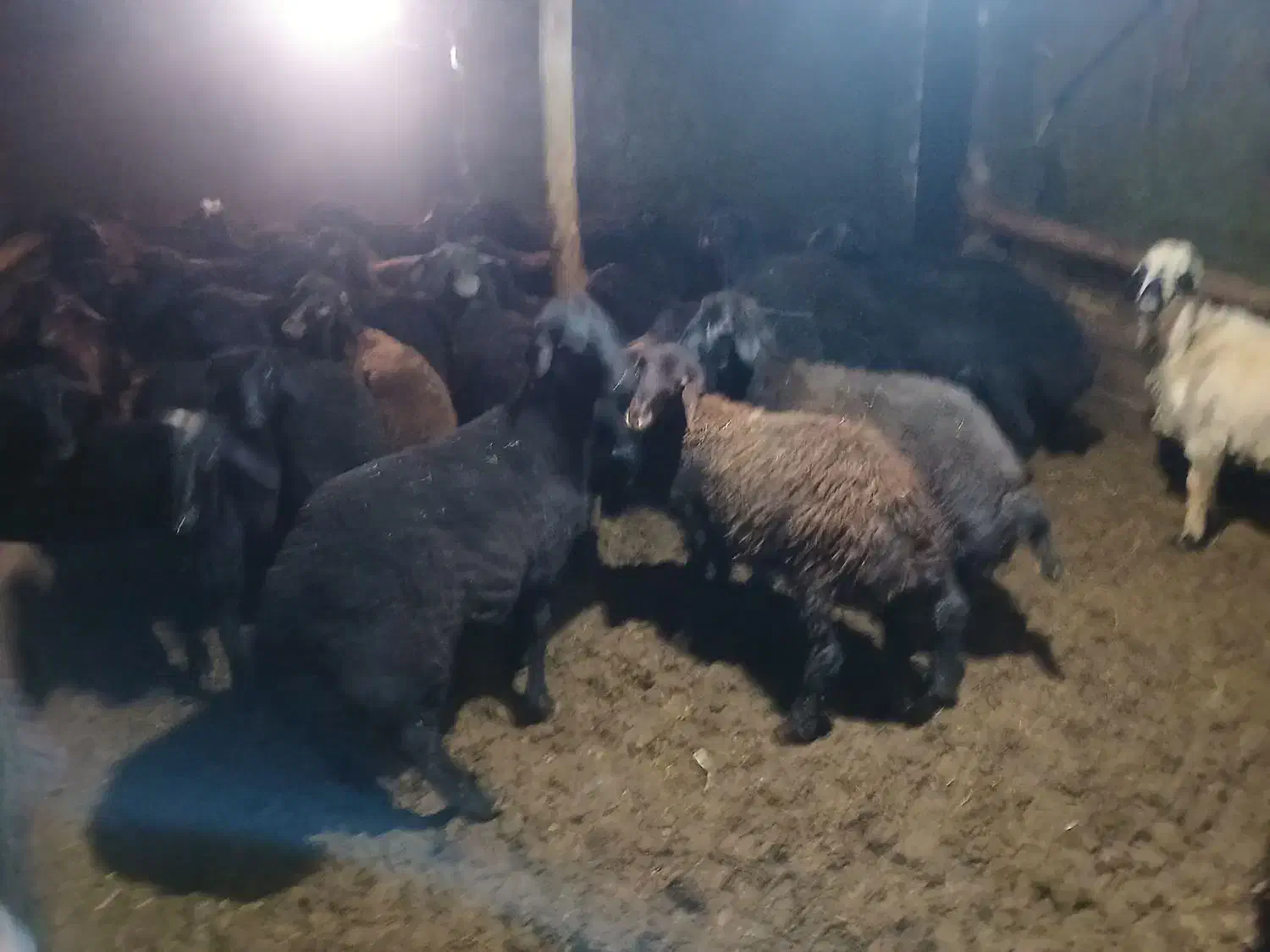 ۳۳راس بره پروری|حیوانات مزرعه|هشترود, |دیوار