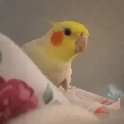 عروس هلندی گمشده|حیوانات|تهران, خواجه نظام الملک|دیوار