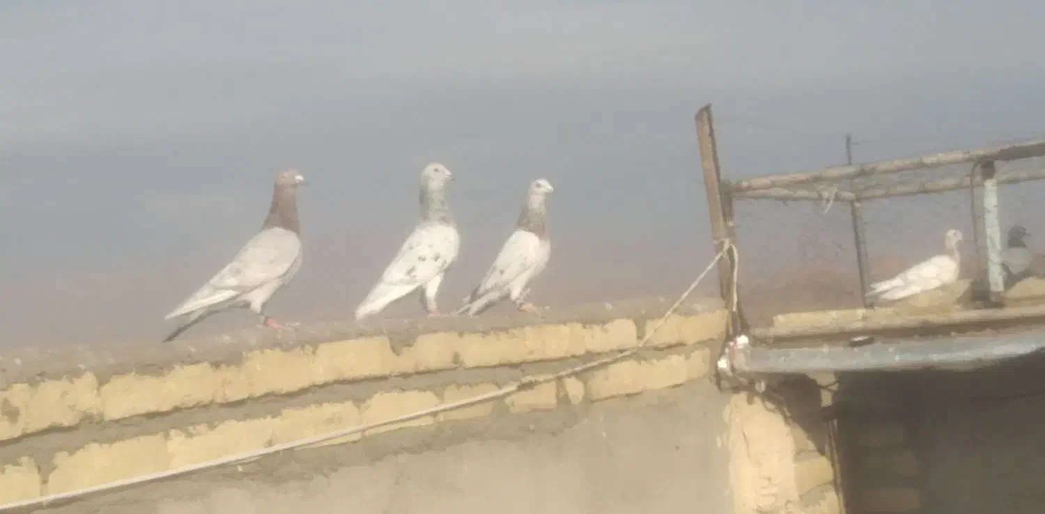 35تا کفتر فروشی|پرنده|سلامی, |دیوار