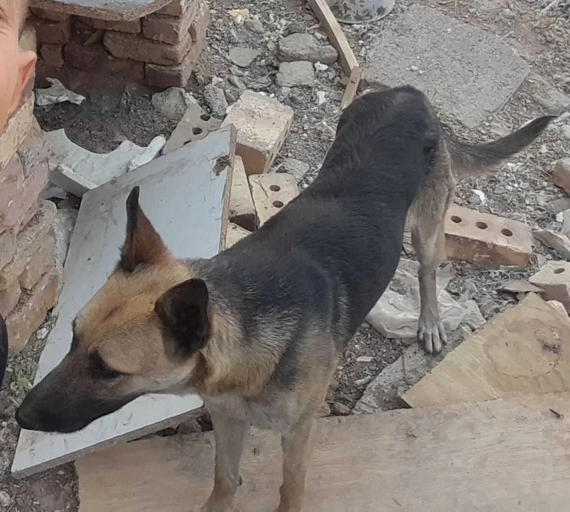 ۲میلیون مژدگانی نر و ماده|حیوانات|تربت جام, باغ سنگان سفلی|دیوار