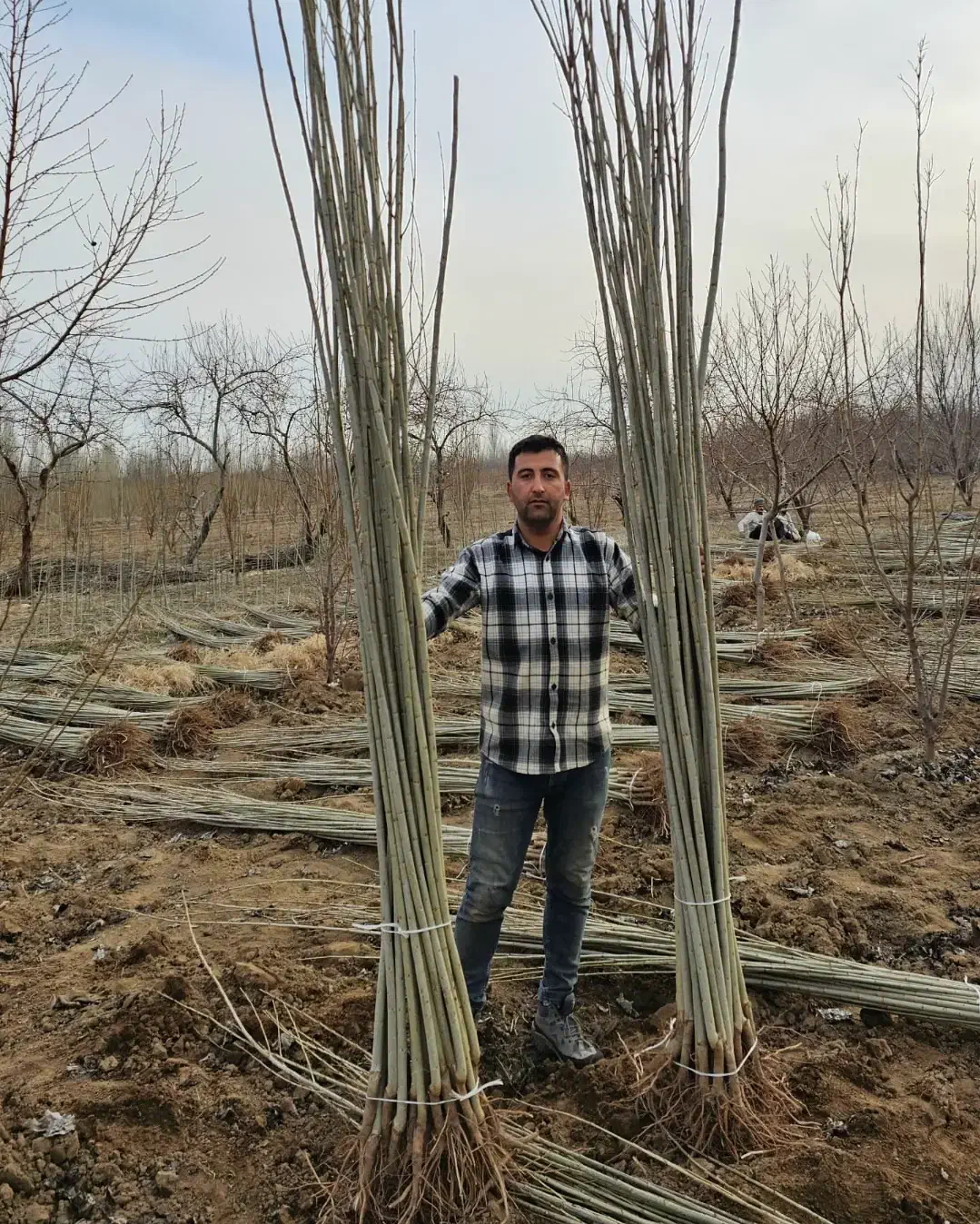 نهال کبوده و صنوبر نیگرا ترکیه|خدمات باغبانی و درختکاری|اردبیل, |دیوار