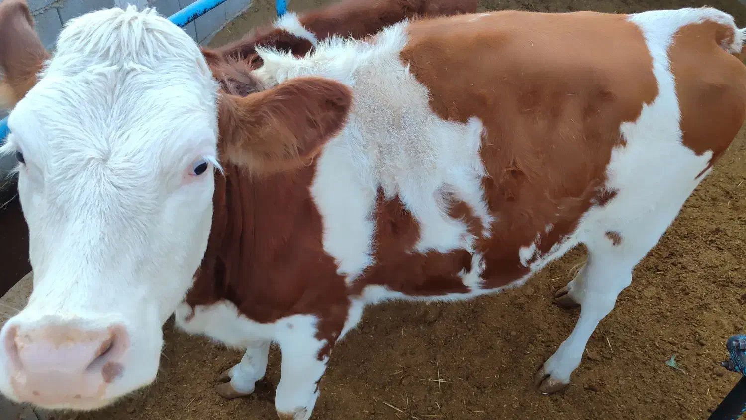 گاو|حیوانات مزرعه|شیراز, بید زرد|دیوار