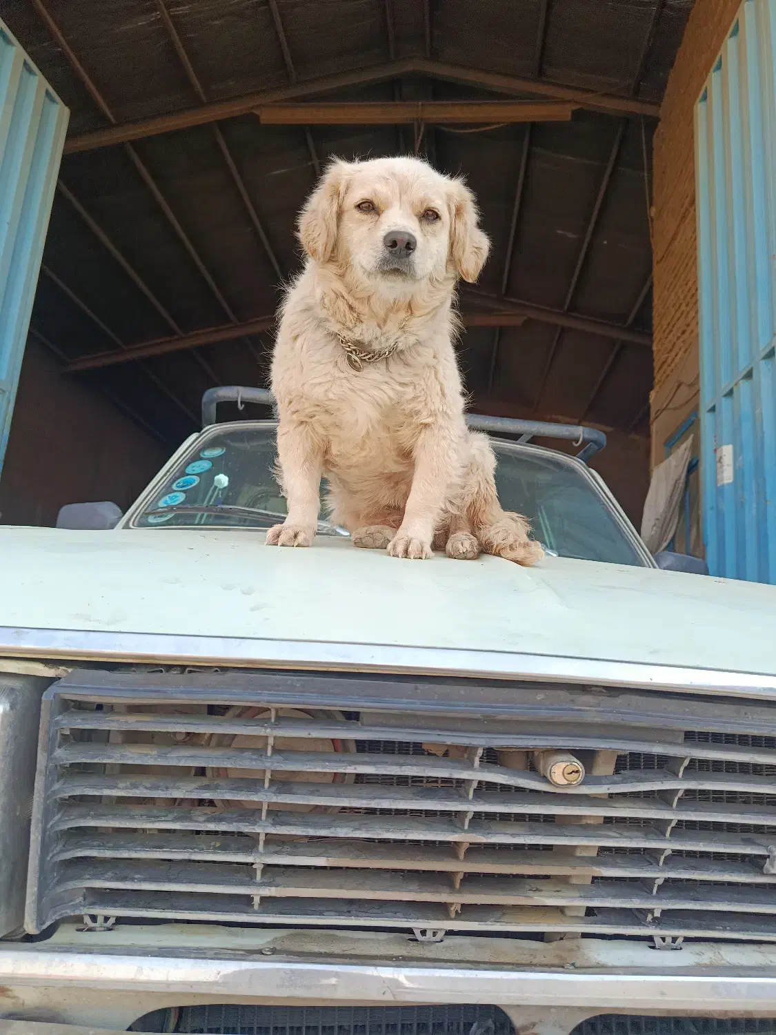 سلام  یه ماده شیتزو پامر حرف گوش کن بازی گوش|سگ|پاکدشت, پاکدشت (مامازند)|دیوار