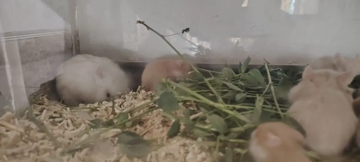 همستر|موش و خرگوش|بهبهان, |دیوار