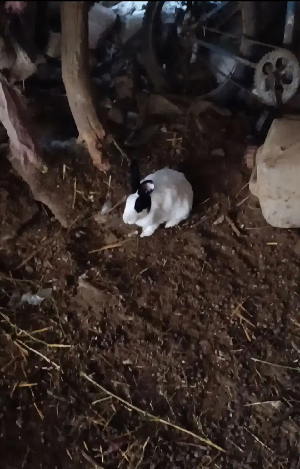 خرگوش دو نژاده|موش و خرگوش|جغتای, |دیوار