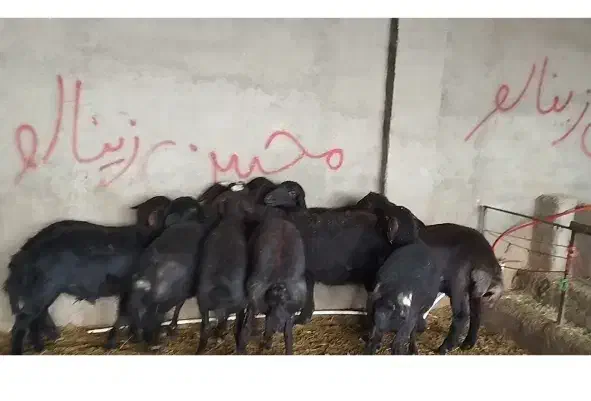 بره ماده.شیشک.گوسفند|حیوانات مزرعه|رزن, |دیوار