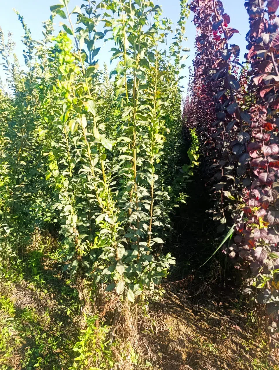 نهالهــای فروش کریـمی|خدمات باغبانی و درختکاری|قزوین, |دیوار