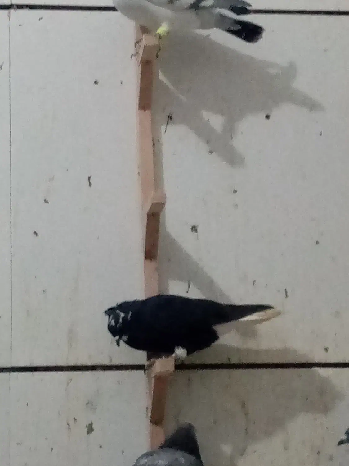 کفتر بوم رنگه هوایی|پرنده|زاوه, |دیوار