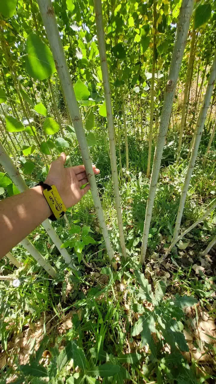 پخش نهال سپیدار ۱نیم الی ۲ متری(۲۰هزار)|خدمات باغبانی و درختکاری|سرخه, |دیوار