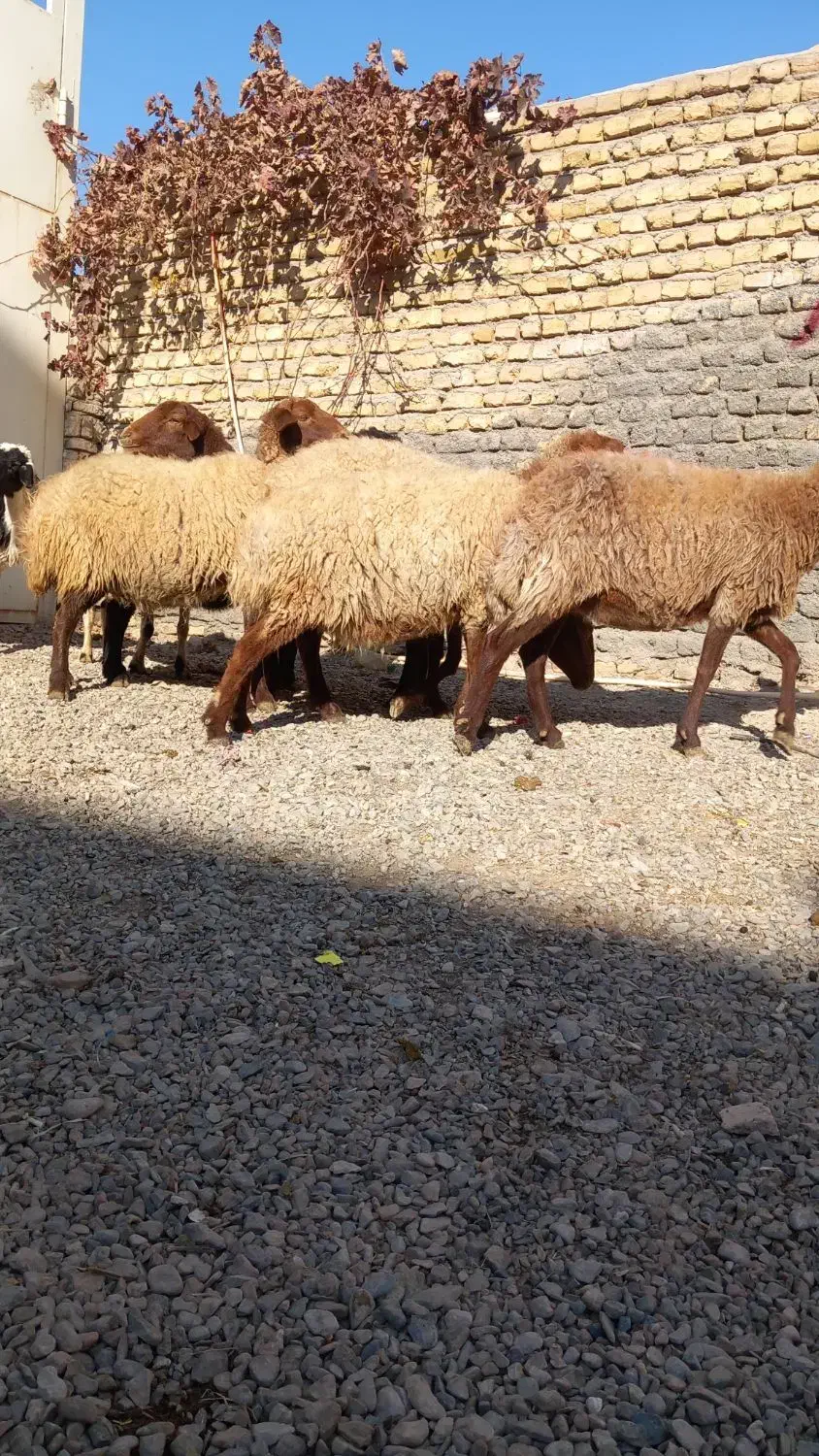 میش آبستن بره ماده|حیوانات مزرعه|مشهد, كنويست|دیوار