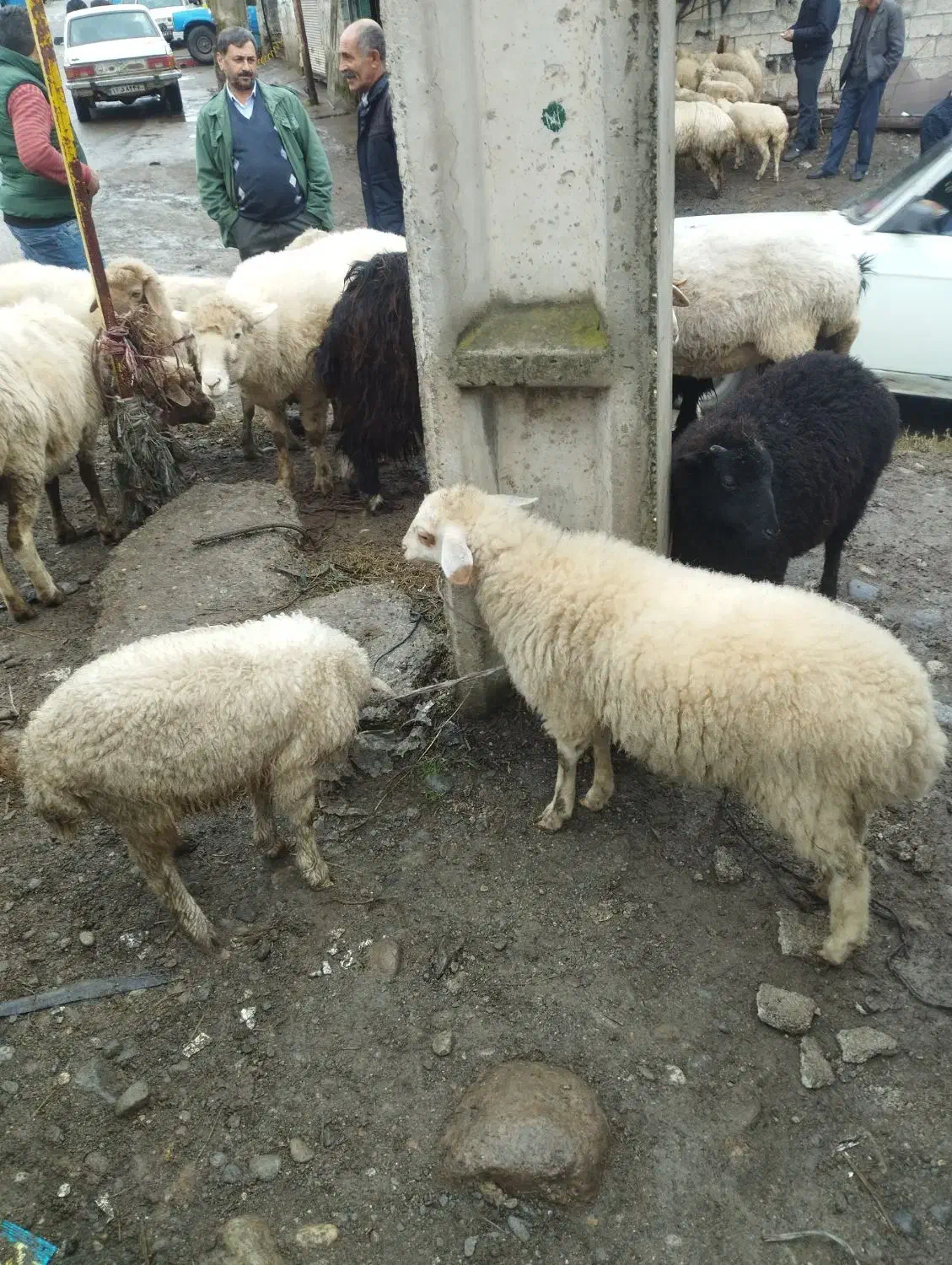 دو بره ماده تالشی|حیوانات مزرعه|شاندرمن, |دیوار