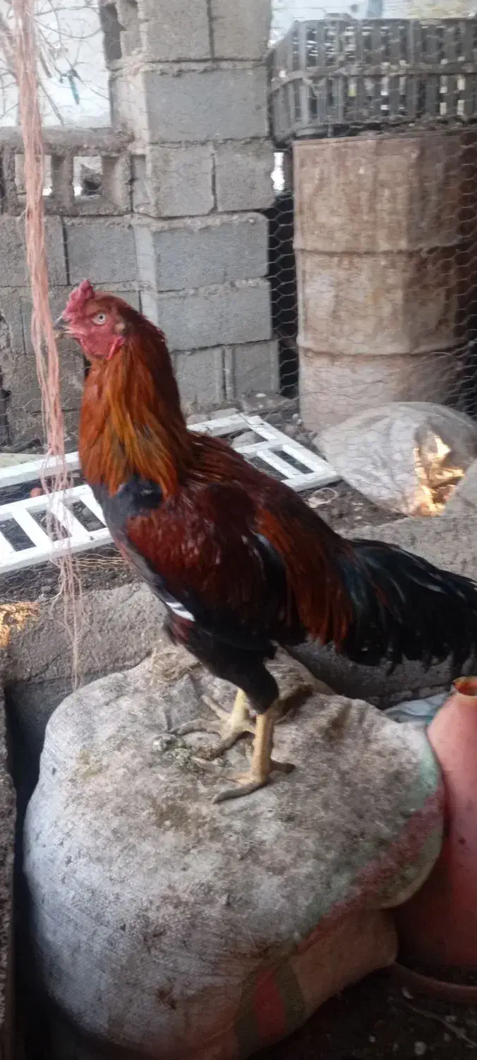 خروس لاری افغان|حیوانات مزرعه|کلاله, |دیوار