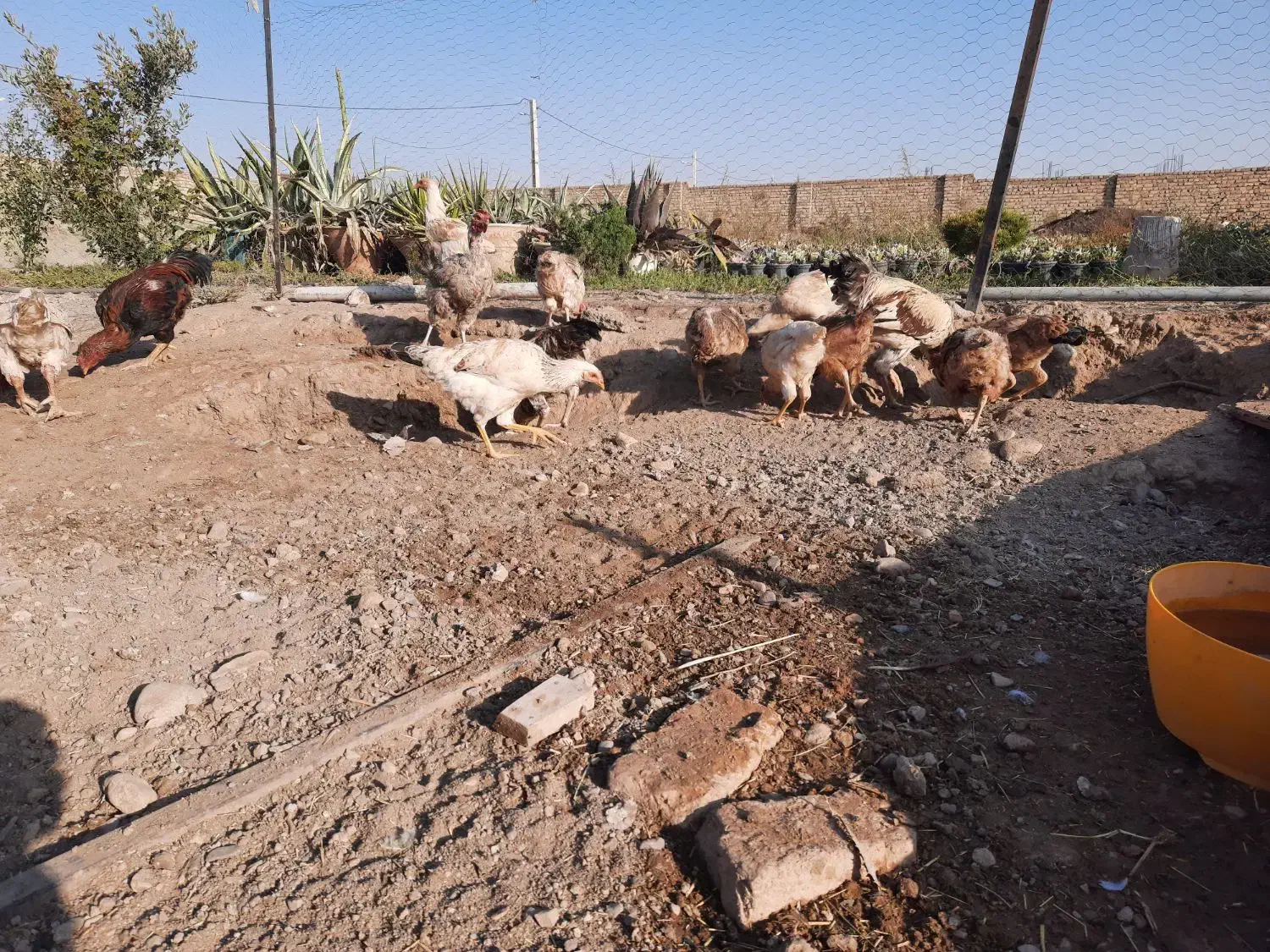 سلام. تعداد ۱۶عدد مرغ وخروس،۲تا خروس لاری،۸تا جوجه|حیوانات مزرعه|قزوین, |دیوار