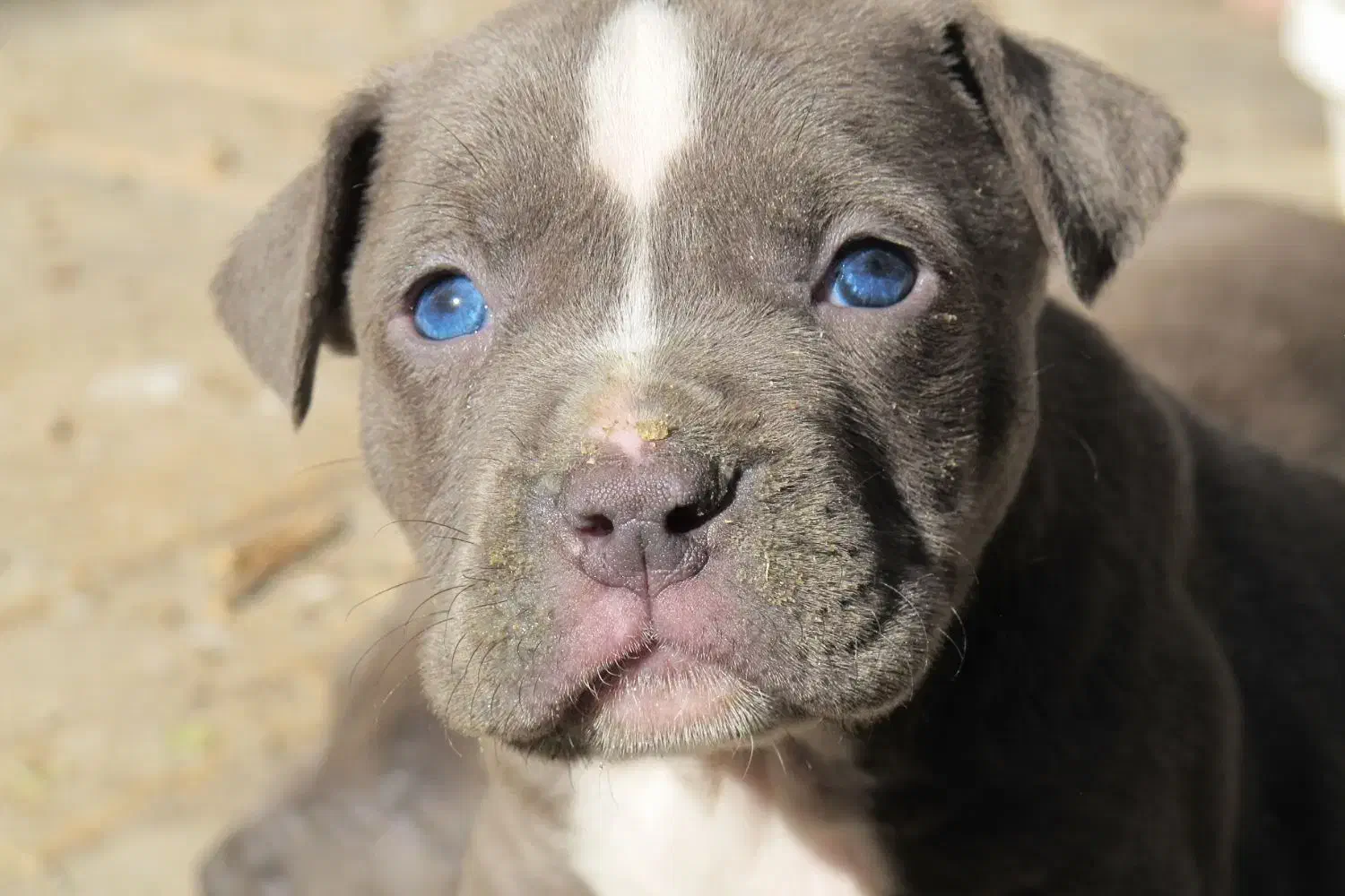 توله پیتبول بلو|سگ|کرج, اسلامآباد|دیوار