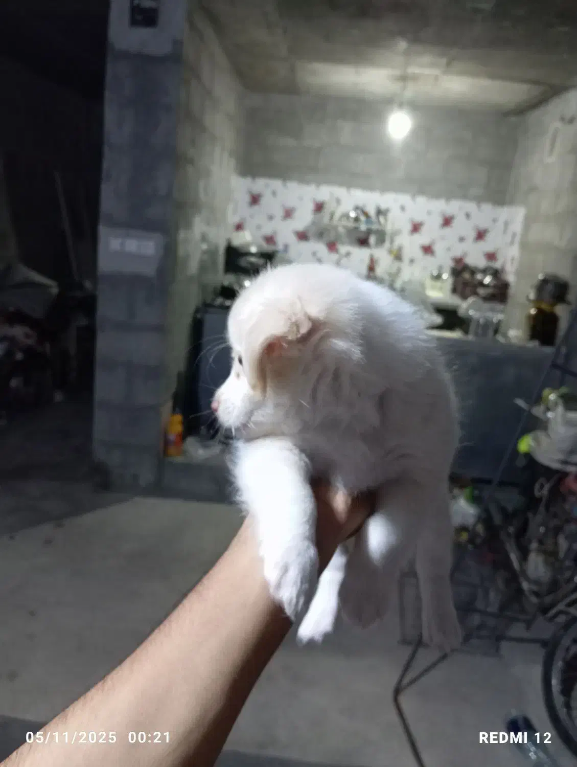 سگ اشپیدز میکس|سگ|میناب, |دیوار