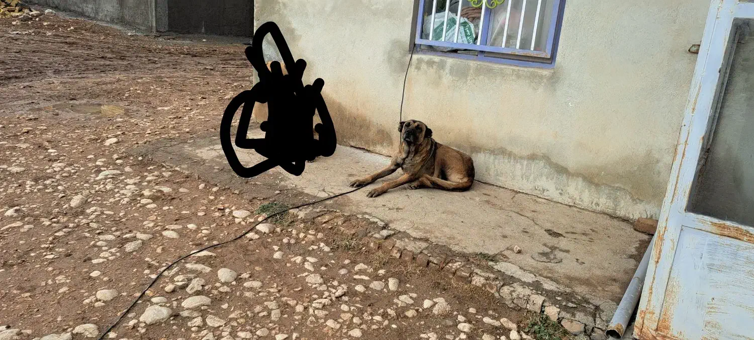 ماده سرابی|سگ|سجاس رود, |دیوار