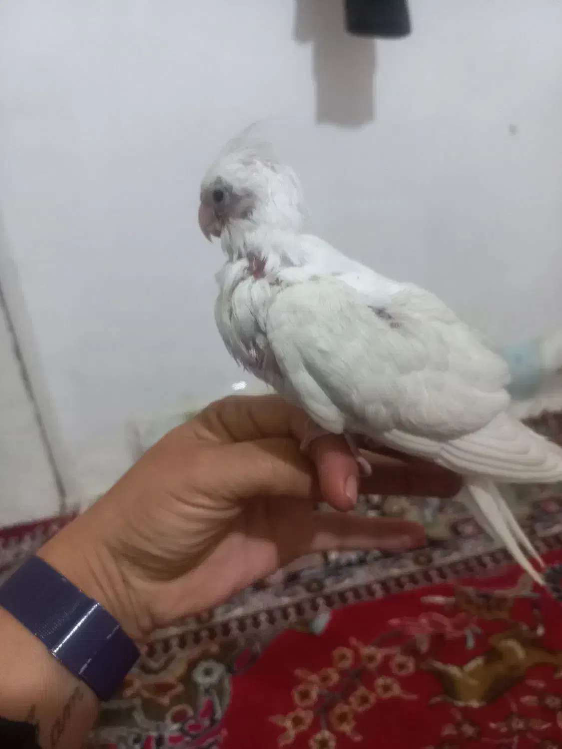 عروس هلندی فروشی|پرنده|شیروان (خراسان), |دیوار