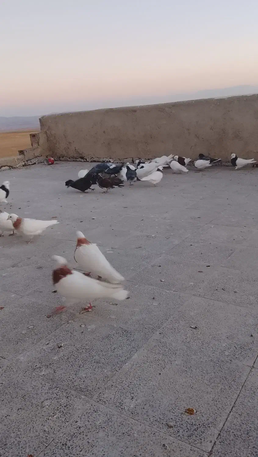 کبوترها طوقی تک پر|پرنده|لالجین, |دیوار