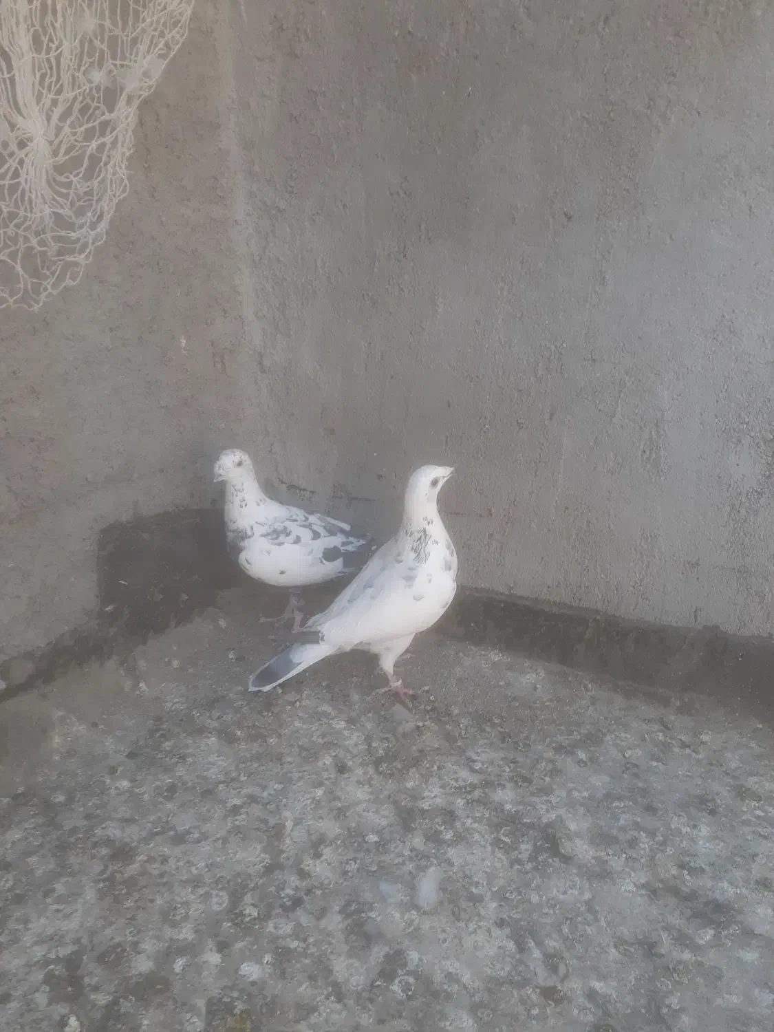 یک جفت سار نر ماده به شرط|پرنده|گلمکان, |دیوار