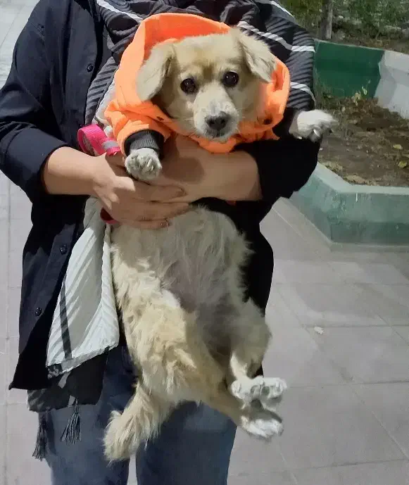 پامرین سگ ماده|سگ|محمدشهر, کوی بهار|دیوار