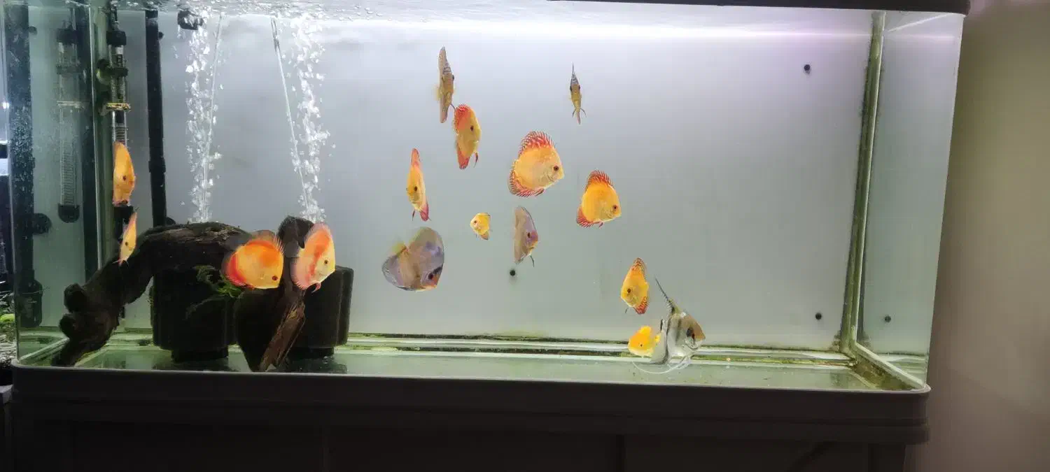 آکواریوم دلسا همراه با ماهی و تمام وسایل|ماهی|مبارکه, |دیوار