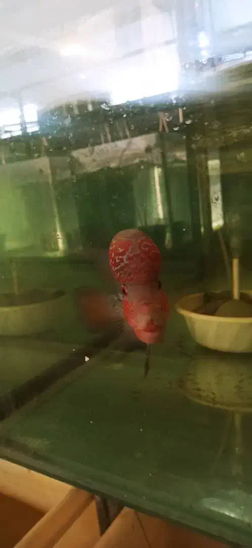 فلاور هورن|ماهی|ری, فیروزآبادی|دیوار