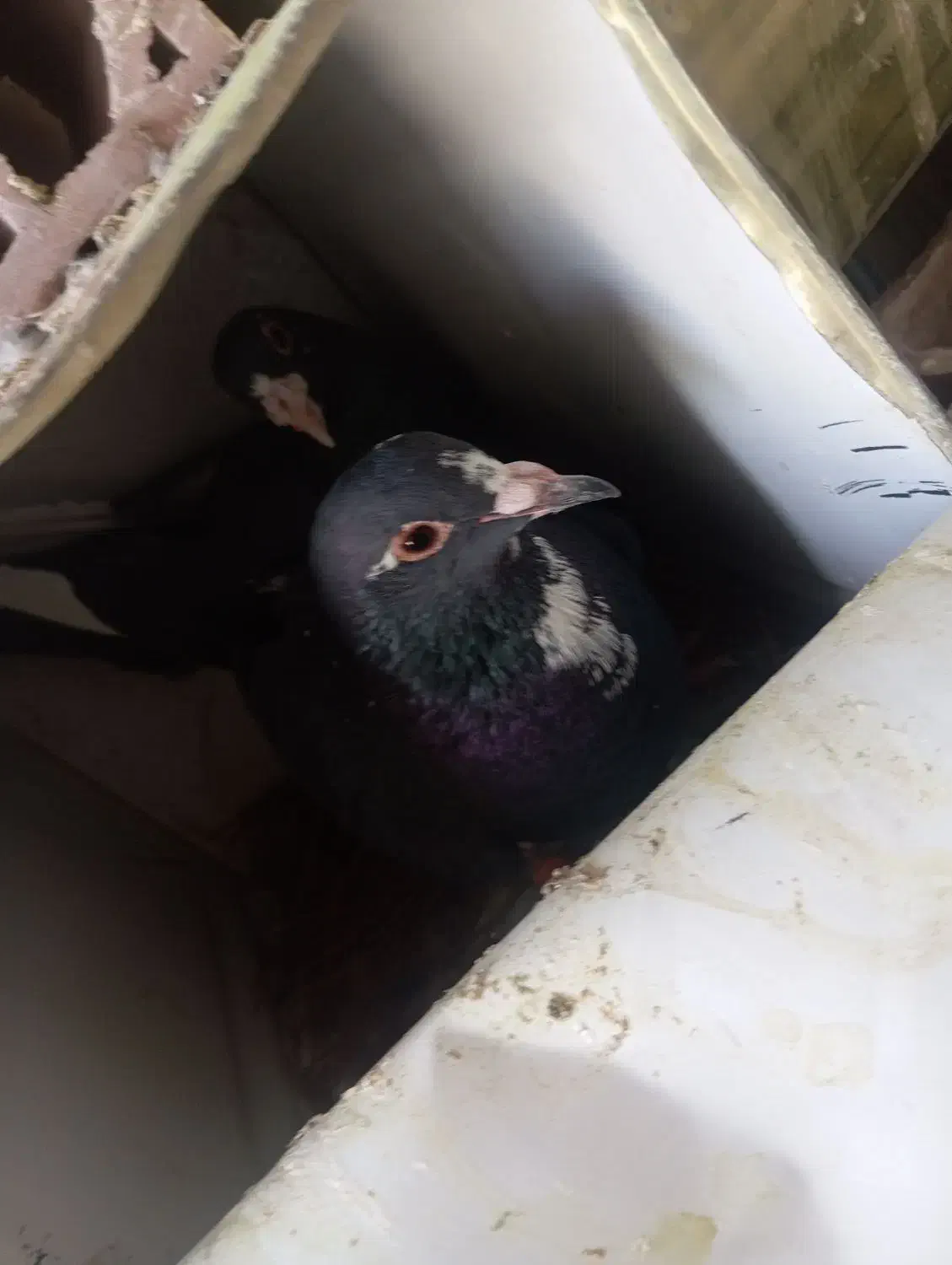 دوجفت پلنگ خوشگل|پرنده|کرمان, |دیوار