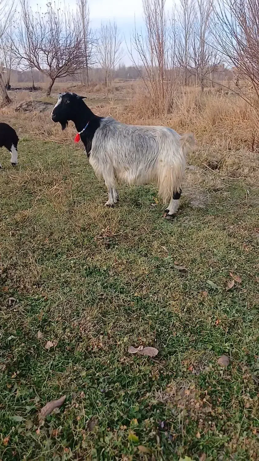 بز میش قوچ بره|حیوانات مزرعه|بروجرد, |دیوار