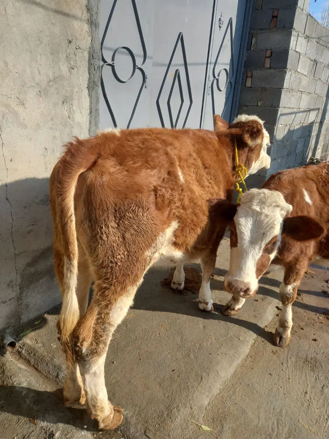 گوساله ماده|حراج|ملکان, |دیوار