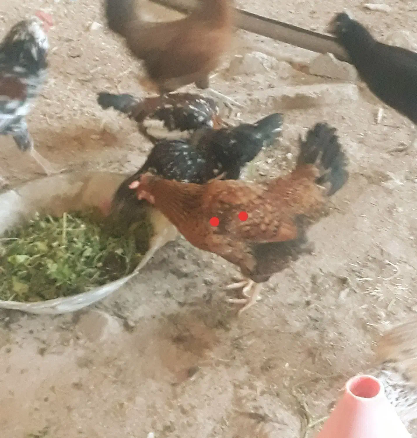 مرغ|حیوانات مزرعه|گچی, |دیوار