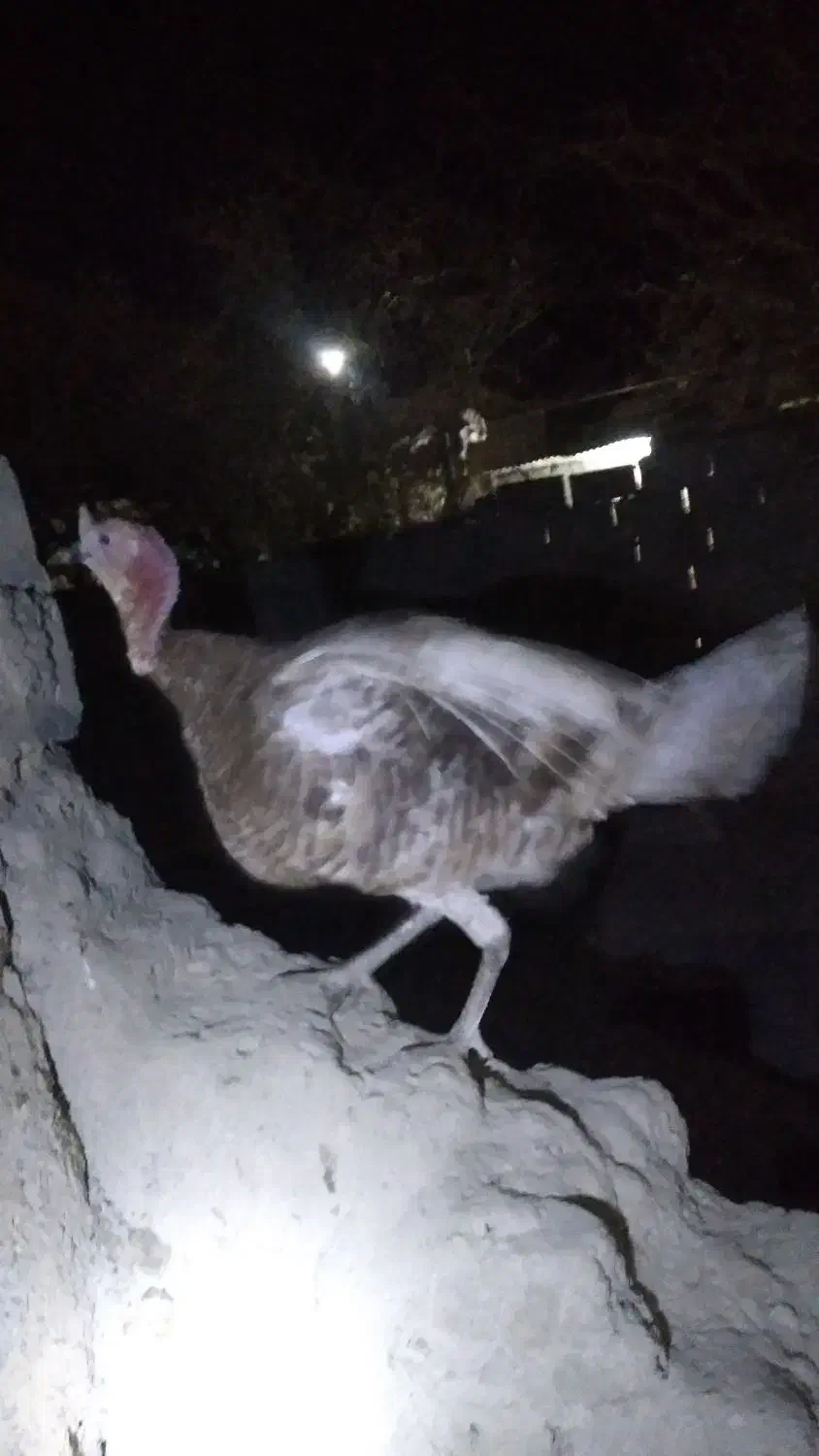 بوقلمون یک ساله|حیوانات مزرعه|خمک, |دیوار