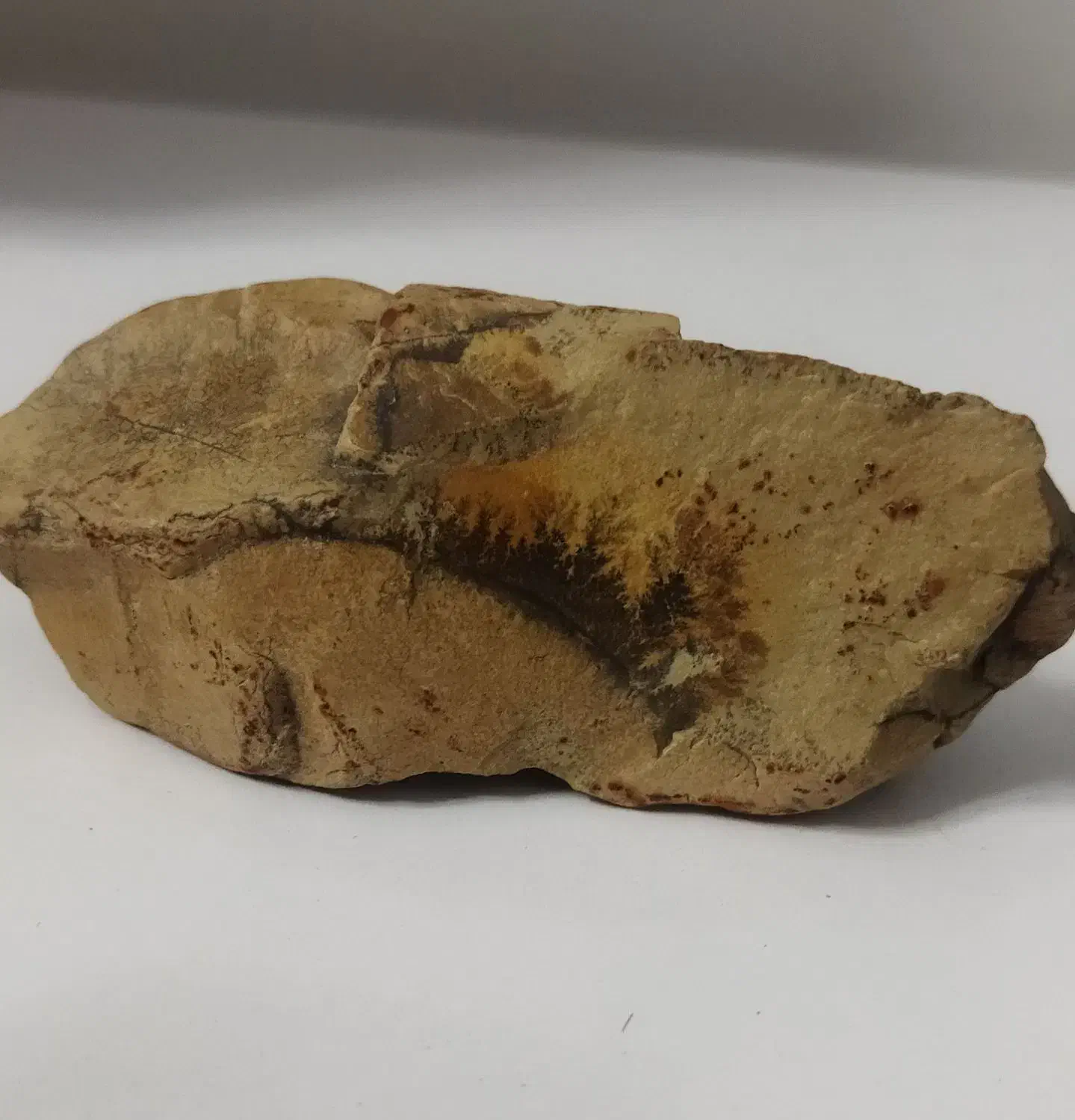 سنگ شجر|مجسمه، تندیس، ماکت|قرچک, زیبا شهر|دیوار