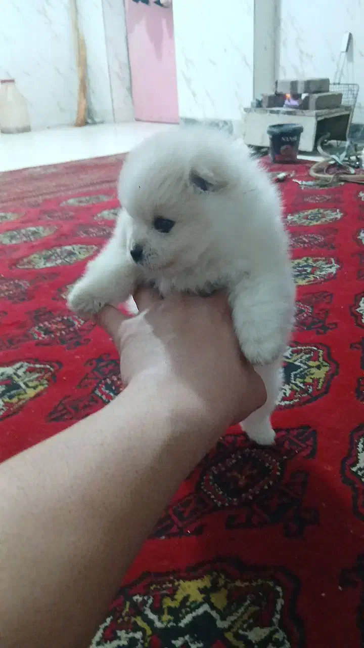 پامرین خرسی ۲ماهه|سگ|گرگان, |دیوار