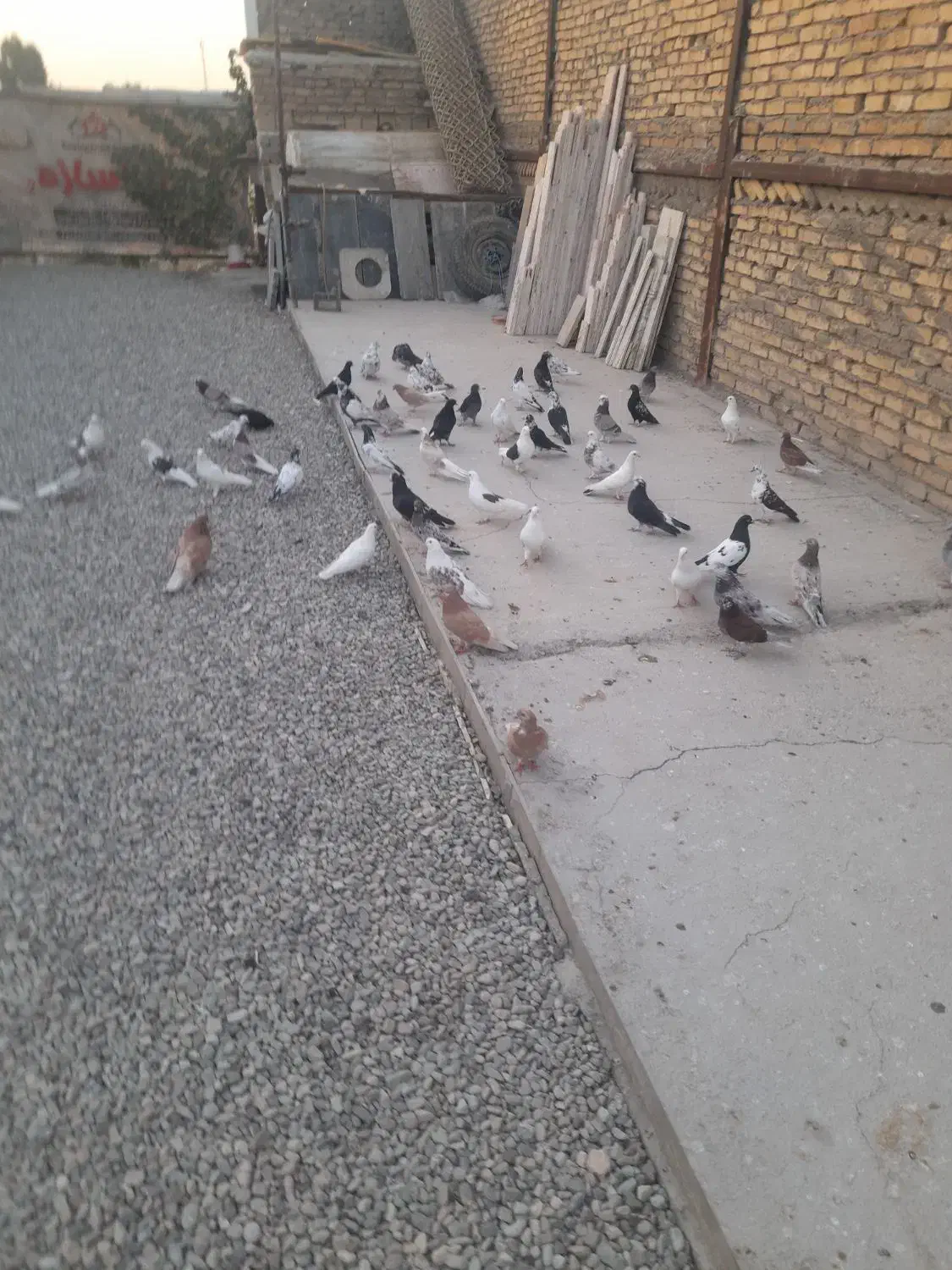 کبوتر|پرنده|گلستان (تهران), |دیوار