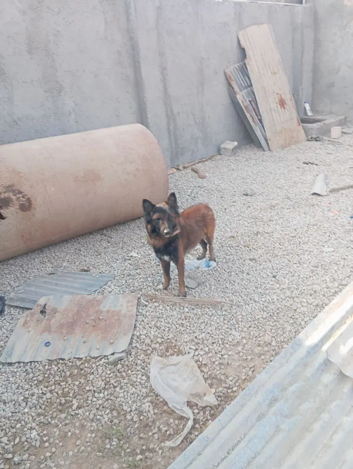 سگ ژرمن|سگ|آبپخش, |دیوار