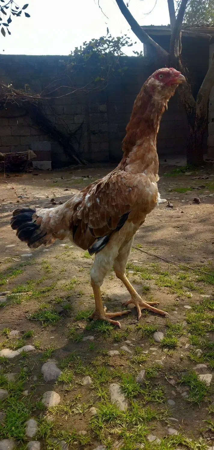 مرغ لاری ۲ عدد خروس مشکی|حیوانات مزرعه|رشت, لاکان|دیوار