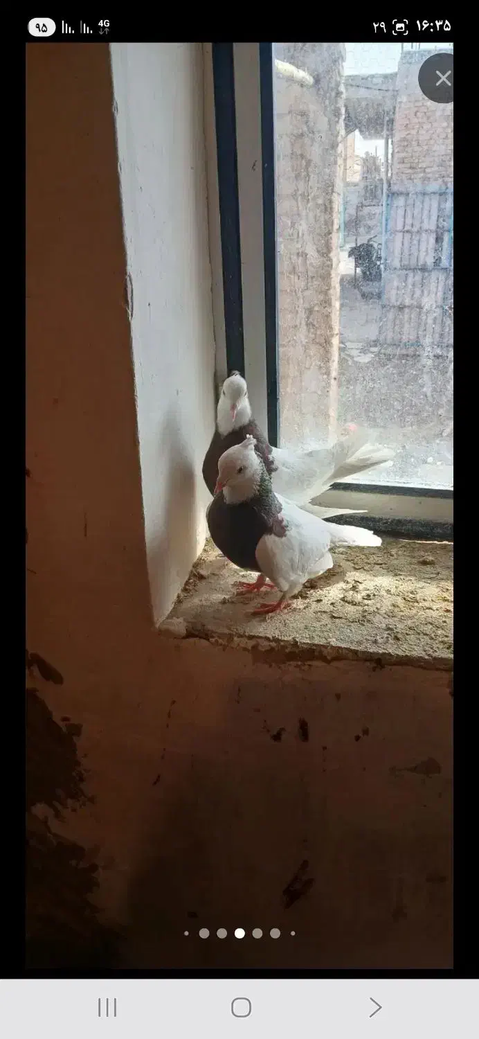 طوقس سالم جوان|پرنده|باروق, |دیوار