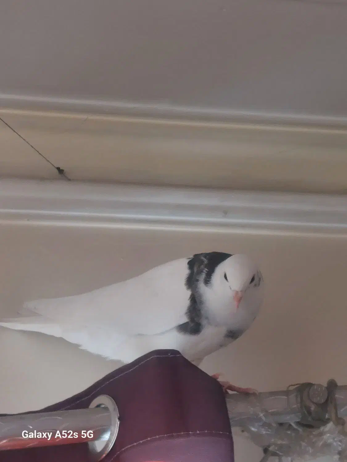 کبوتر جوجه نر۲پر انداخته|پرنده|تهران, سبلان (لشگر)|دیوار